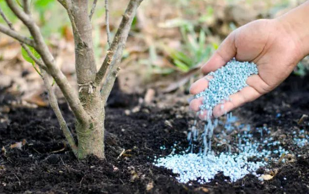 Dokumentasi Formulasi Kombinasi Pupuk NPK Tablet Untuk Budidaya Tanaman Jeruk Limau dan Flora Lainnya di Taman Konservasi Pebayuran